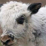 How do nomads make Mongolian fur?